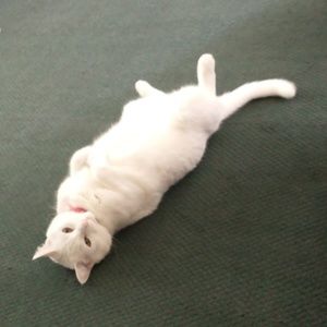 Meet your Posher, Jodie